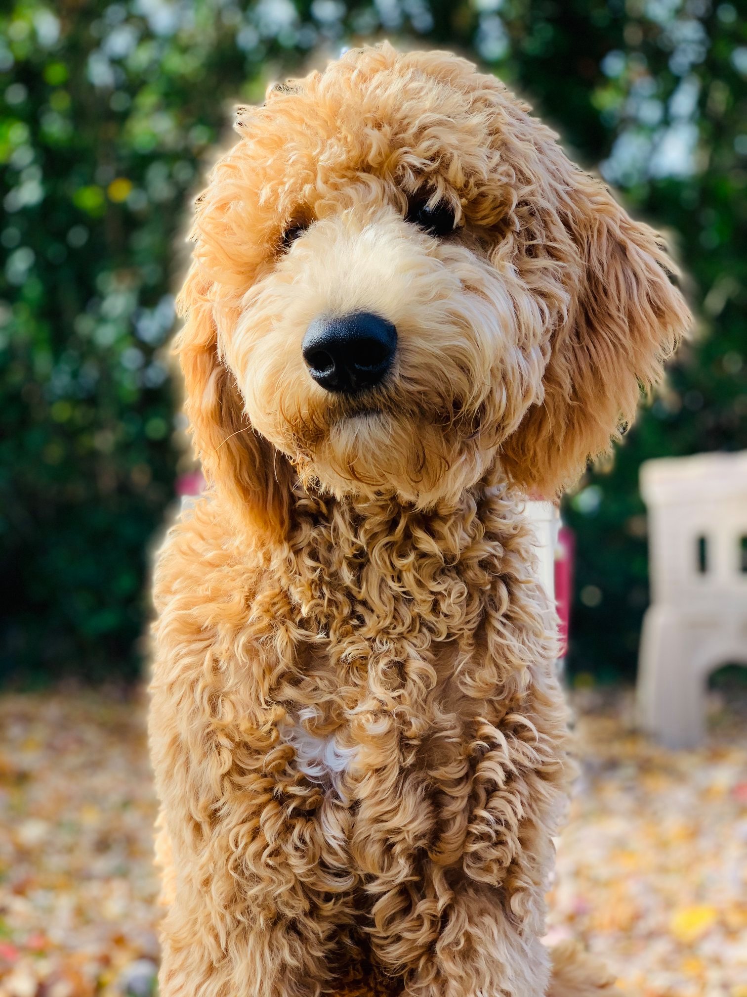 Home Raised Goldendoodle Puppies For Sale Peters Puppies