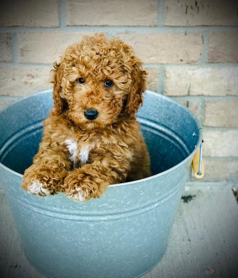 Home Raised Goldendoodle Puppies For Sale Peters Puppies