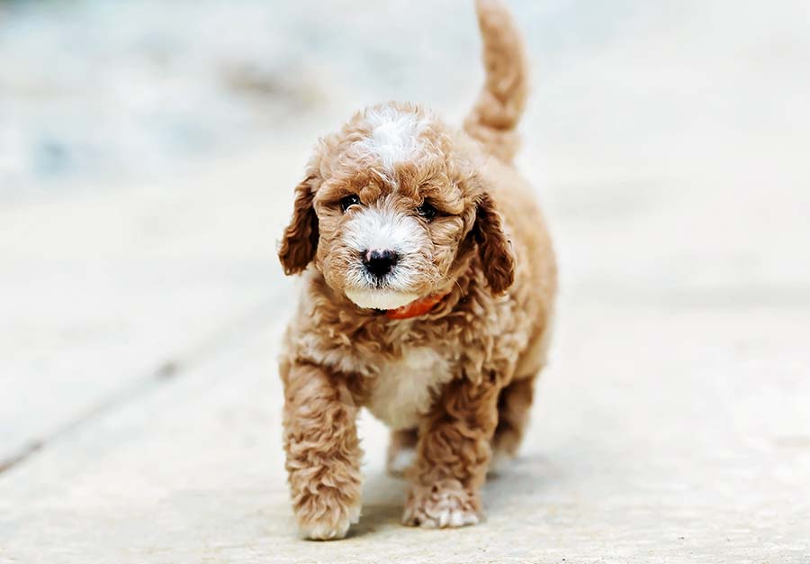 mini goldendoodle puppy from peters puppies 3